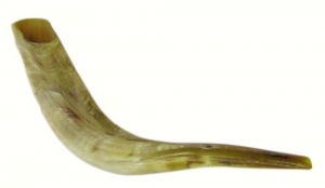 Shofar Genuine 30-35 cm Polished