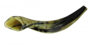 Shofar Genuine 35-40 cm Polished  