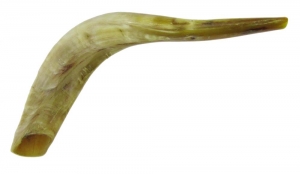 Shofar Genuine 40-45 cm Polished