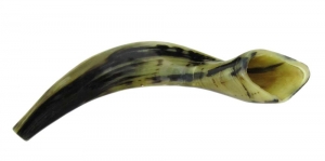 Shofar Genuine 45-50 cm Polished