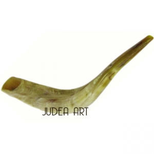 Shofar Genuine 50-55 cm Polished