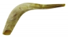 Shofar Genuine 40-45 cm Polished